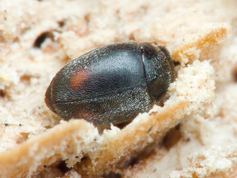 Scymniscus biflammulatus (Motschulsky, 1837)